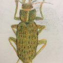 Project 1 –  Drawing beetles – 4 repeating outcomes
