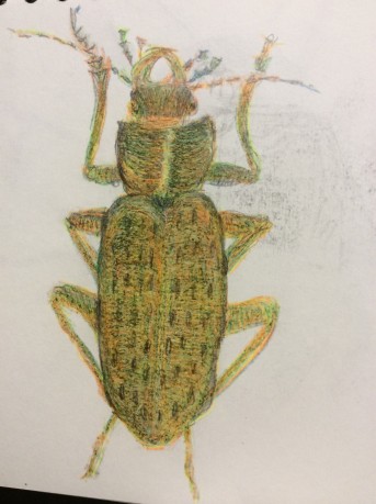 Project 1 –  Drawing beetles – 4 repeating outcomes